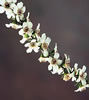 Manuka Flower
